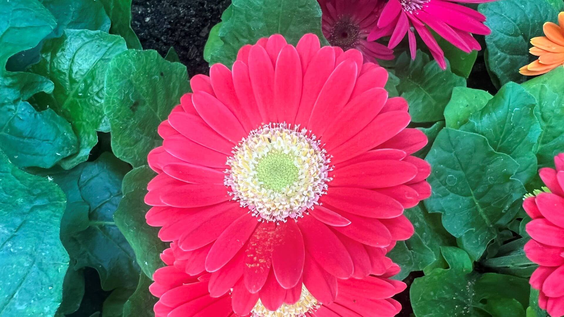Pink flower macro photography by Snap Friend SG