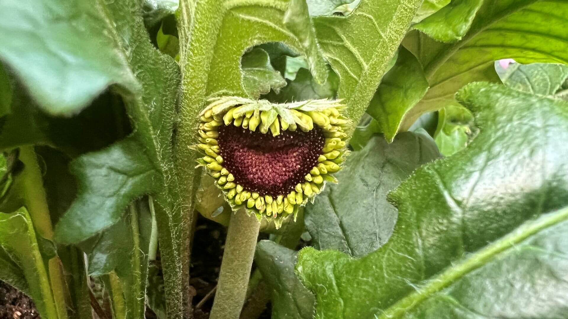 Heart shaped flower detail by Snap Friend SG